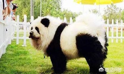 被染色成熊猫的狗,真的更“可爱”吗?