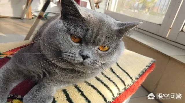 你家的猫做过哪些不可思议的事?