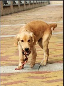 谁有三四个月的金毛犬图片?