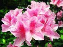 朝鲜的国花