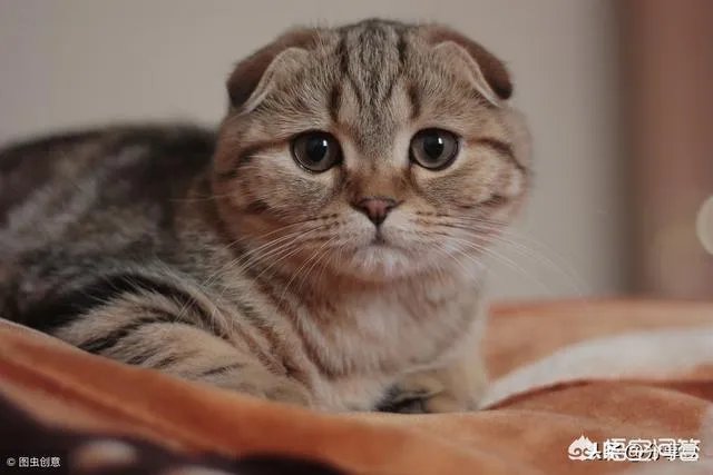 你家的猫做过哪些不可思议的事?