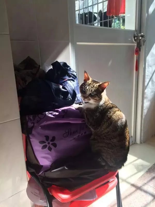 你家的猫做过哪些不可思议的事?