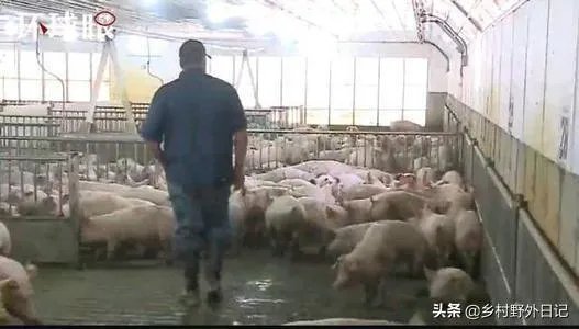 美国市场无肉可卖,为何养殖户却对猪进行安乐死,尸体堆积如山?