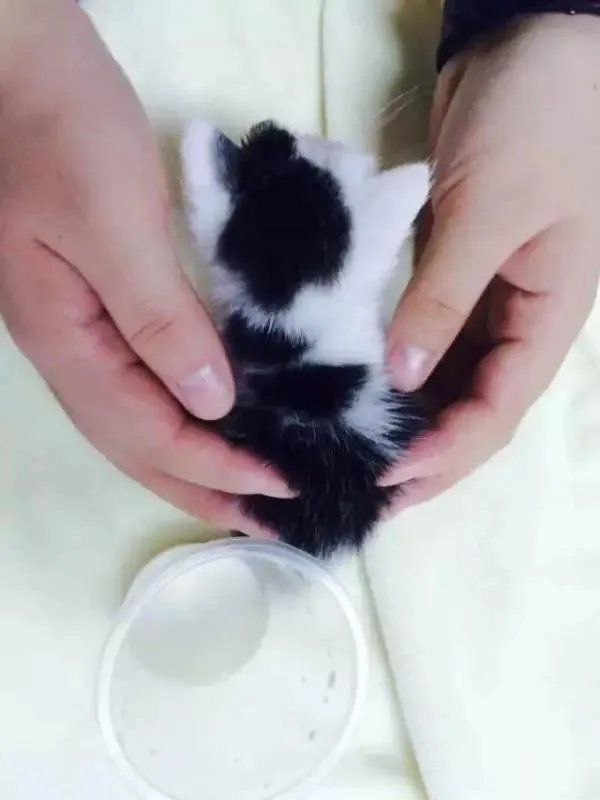 你家的猫做过哪些不可思议的事?