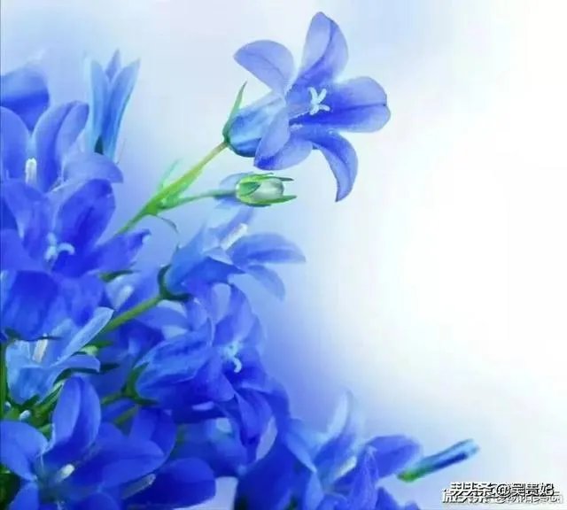 今年清明节还可以扫墓吗?