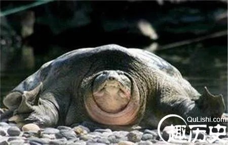 两千年前西汉古墓挖出千年神龟 真相太惊人!