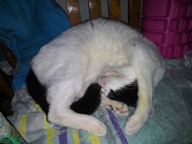 奶猫是不是吃了睡睡了吃?一天要睡多长时间?