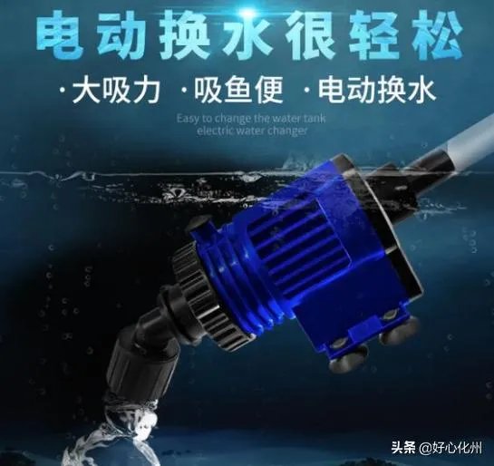 彩霞鱼