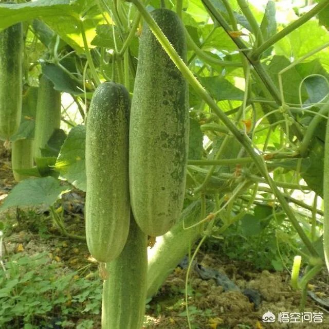 有机农业到底应该怎么做?市场上有几个农产品,是真正达到有机农产品的标准呢?