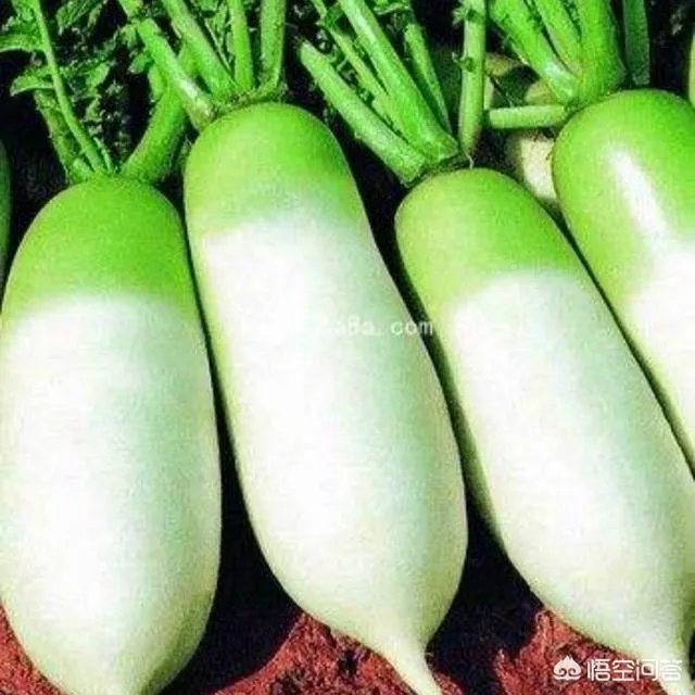 山西阳曲县的老咸菜怎么做?