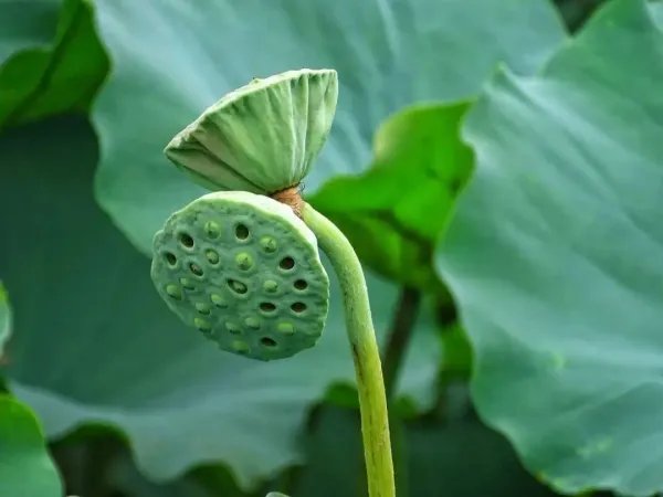 南京玄武湖罕见再现并蒂莲,并蒂莲什么时候开花?