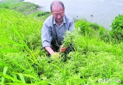 艾草是野生的好还是种植的好？