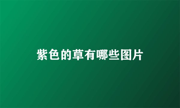 紫色的草有哪些图片