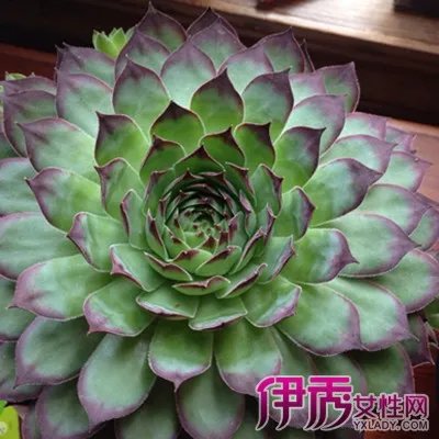 观音莲的作用有哪些
