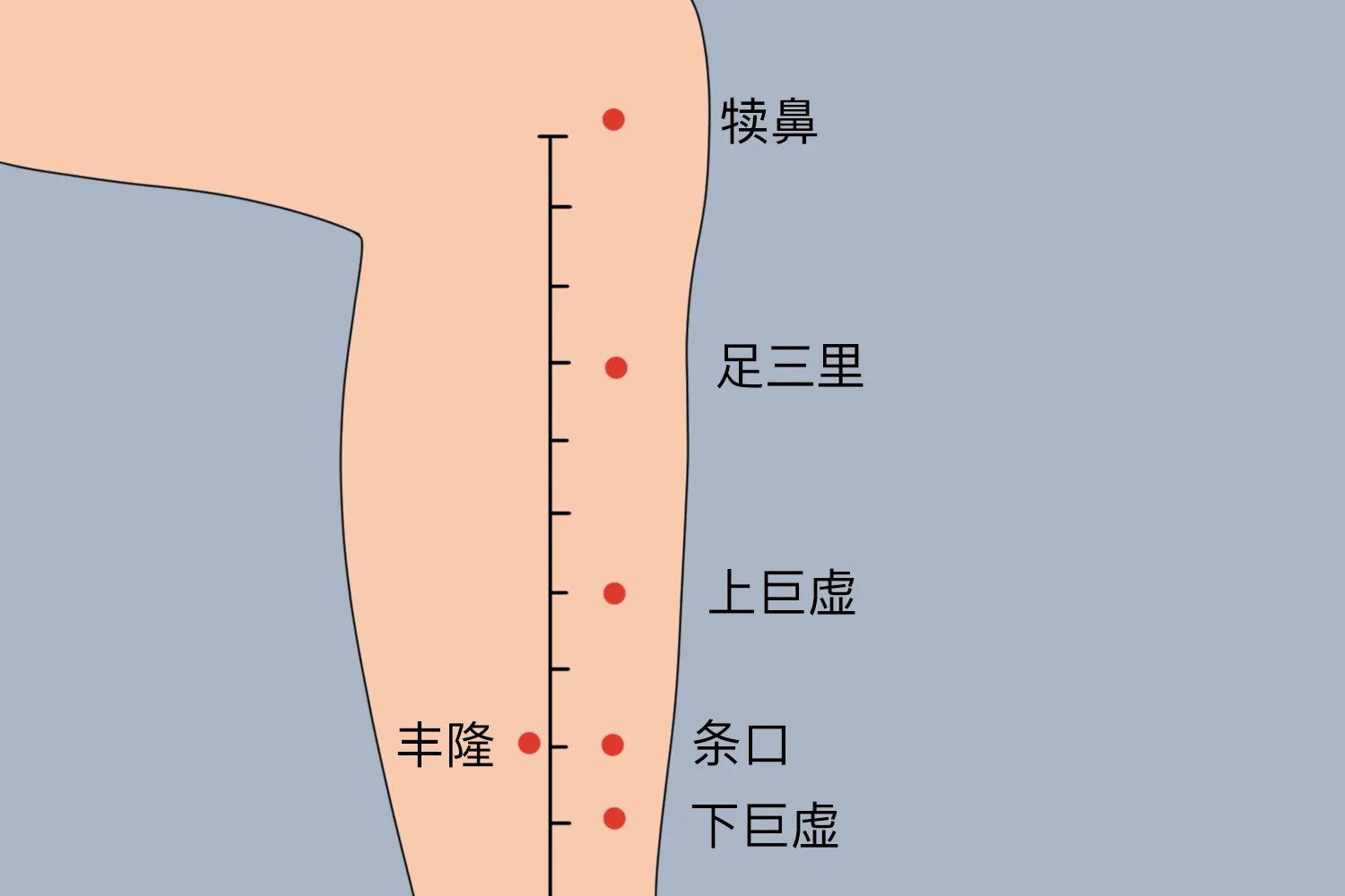 内关足三里准确位置图和作用