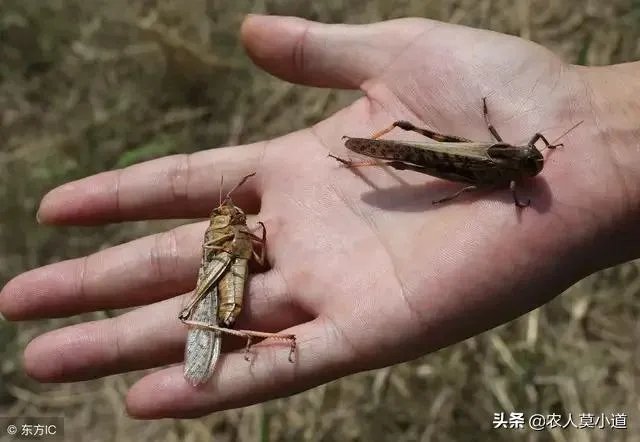 现在看到农村很多大棚饲养蝗虫的,效益咋样?