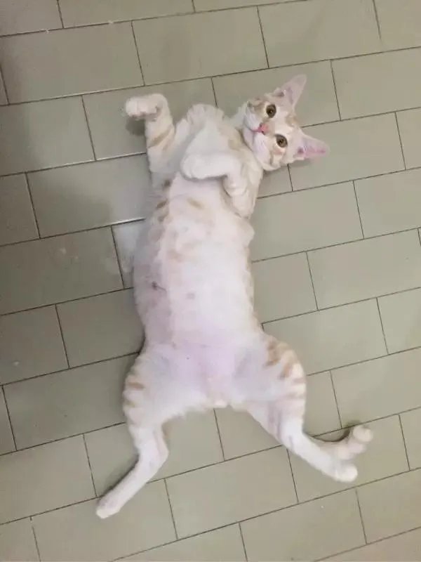 你家的猫做过哪些不可思议的事?