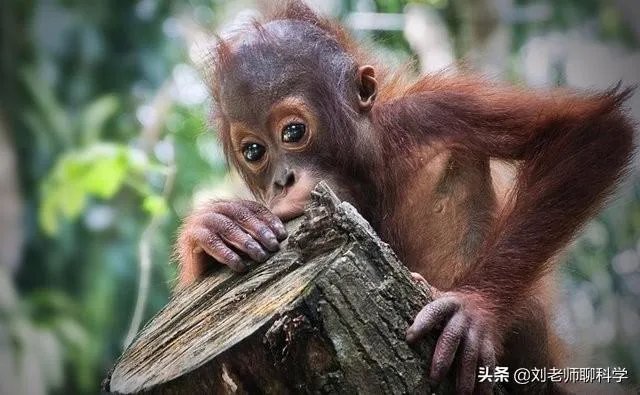 人和动物最大的相同点是什么？