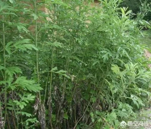 艾草是野生的好还是种植的好？