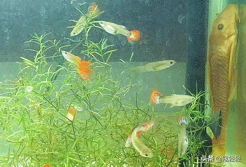 彩霞鱼
