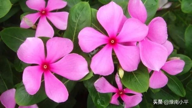 长春花怎么摘心?