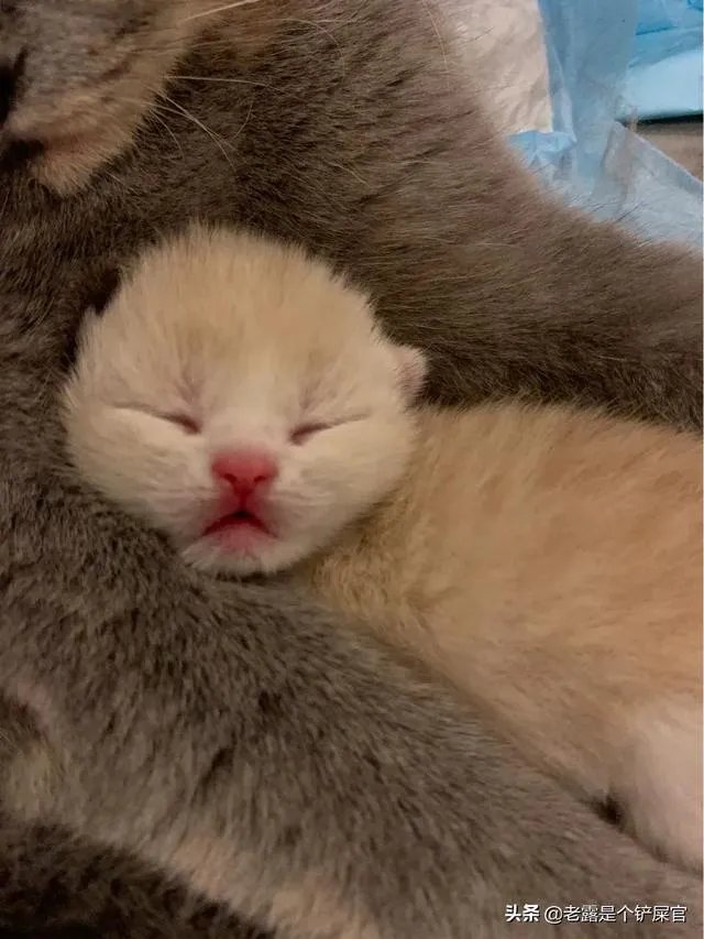 奶猫是不是吃了睡睡了吃?一天要睡多长时间?