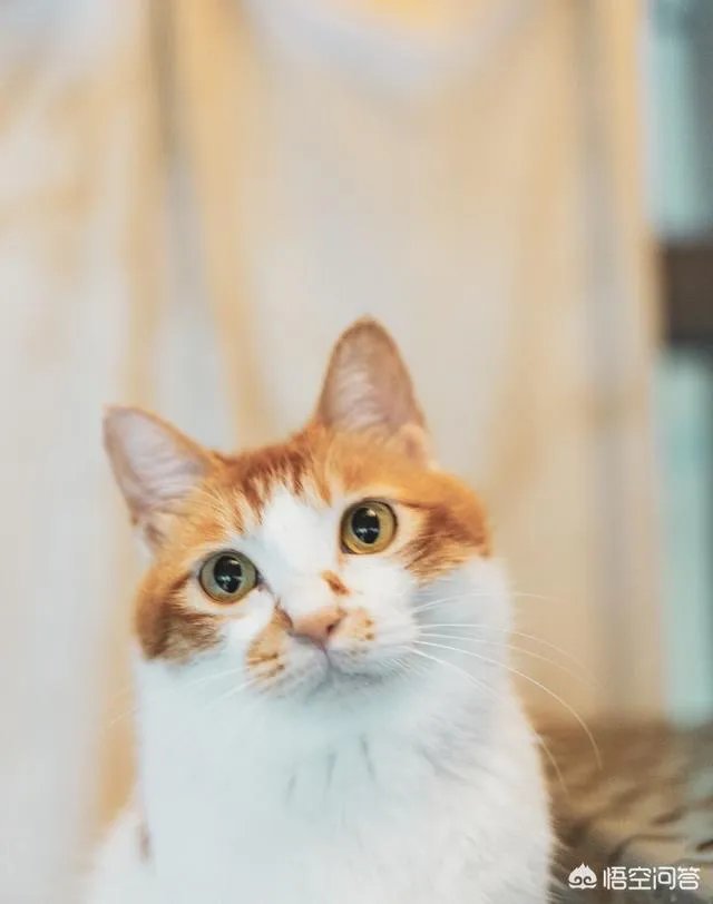 你家的猫做过哪些不可思议的事?