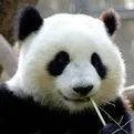 中国濒临灭绝的动物有哪些？它们图片！