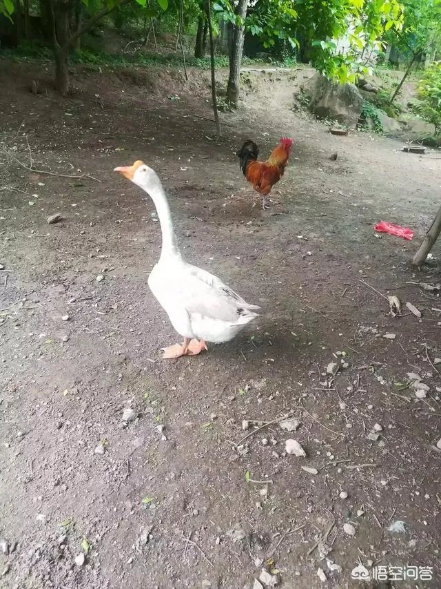 人造羊奶需什么东西
