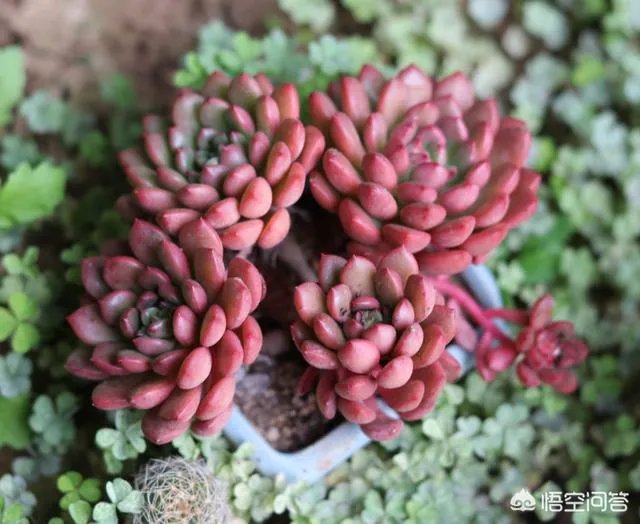 给多肉浇水的秘诀是什么?
