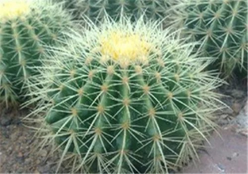 金虎仙人球会开花吗 如何养好金虎仙人球