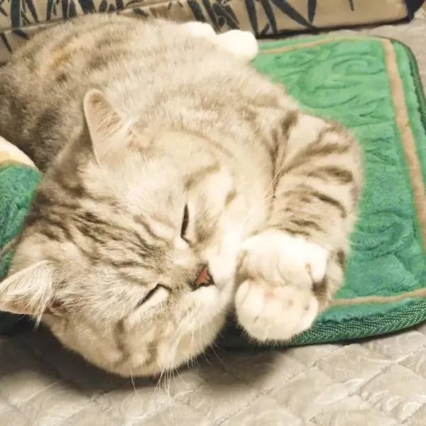 你家的猫做过哪些不可思议的事?