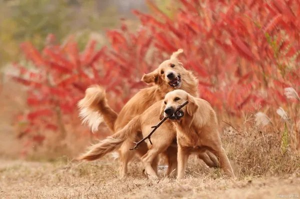 金毛犬还有一个名称叫黄金猎犬,那么金毛是什么犬种呢?