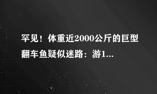 罕见！体重近2000公斤的巨型翻车鱼疑似迷路：游12000公里来到英国