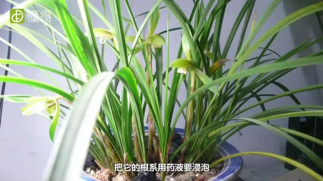 兰花怎么养