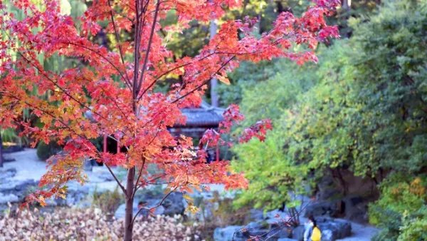 香山红叶观赏高峰期已至,最佳的观赏线路是什么?