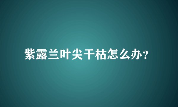 紫露兰叶尖干枯怎么办？