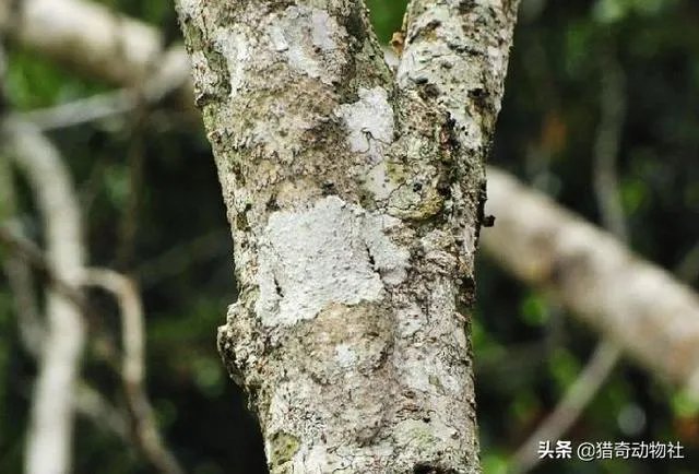 动物中,有没有我们从没见过的伪装术?