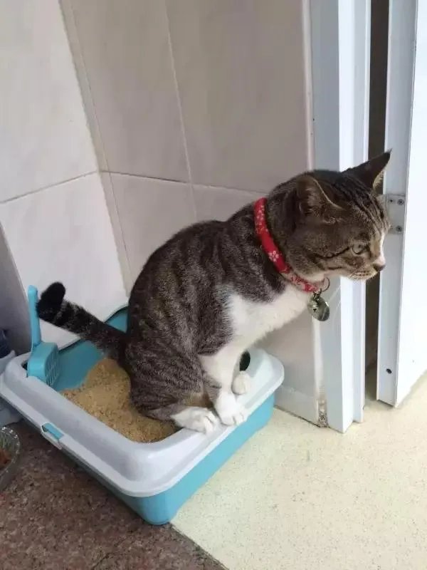 你家的猫做过哪些不可思议的事?