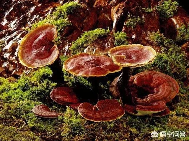 通过雕爷牛腩的衰落,创业者可以吸取哪些教训?
