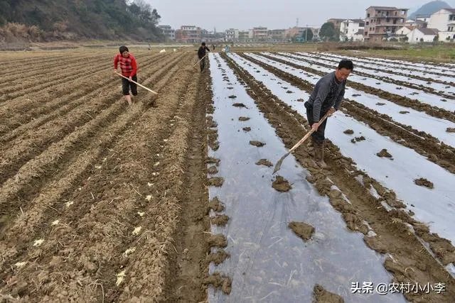 农村耕地出租多少钱一亩?直补归谁?