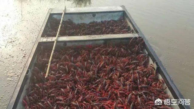 养殖小龙虾每亩投入3000元,亩产300斤算正常吗?该如何养殖?