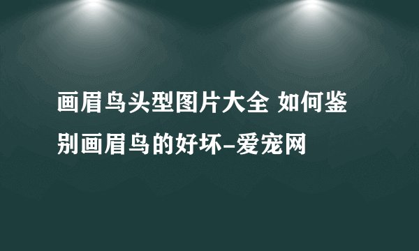 画眉鸟头型图片大全 如何鉴别画眉鸟的好坏-爱宠网