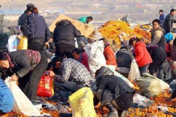 货车遇车祸7吨猪肉遭哄抢,这还要的回来吗?