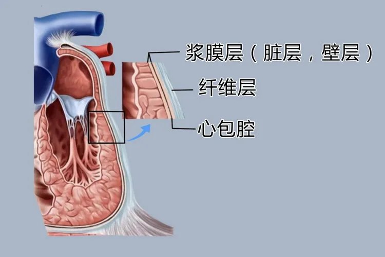 心脏结构简图