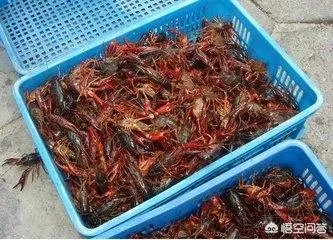 养殖小龙虾,水质该如何管理,日常管理要注意什么?