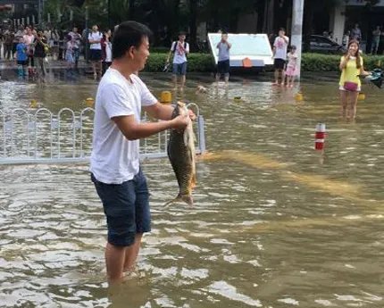 贵州暴雨路被淹,市民街头撒网捕鱼,这些鱼是从哪里的?