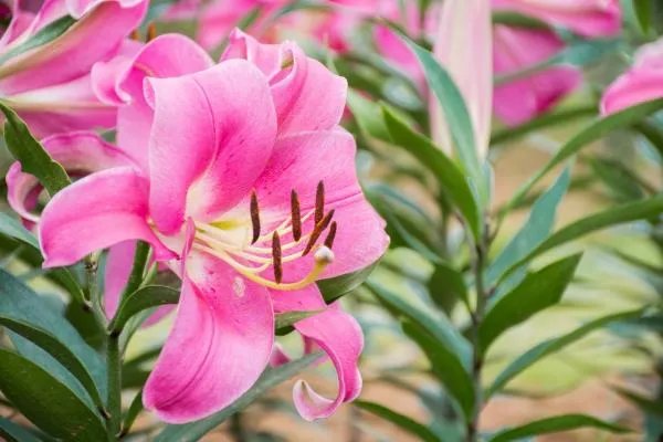 百合花 茹志鹃题目有什么含义?