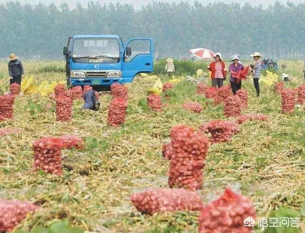 2018年的大蒜到底是会涨价还是会掉价?