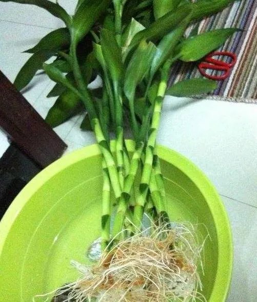 富贵竹原来要这么养才生根快叶子绿，难怪我家的总是黄死了！